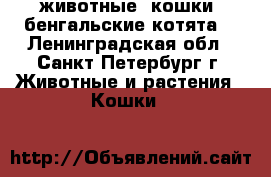 животные. кошки. бенгальские котята. - Ленинградская обл., Санкт-Петербург г. Животные и растения » Кошки   